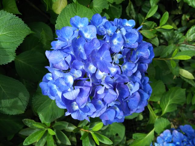 AQUOS ZETA SH-04H カメラ作例:鮮やかな紫陽花