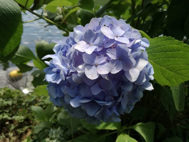 HUAWEI P9 lite カメラ作例:紫陽花