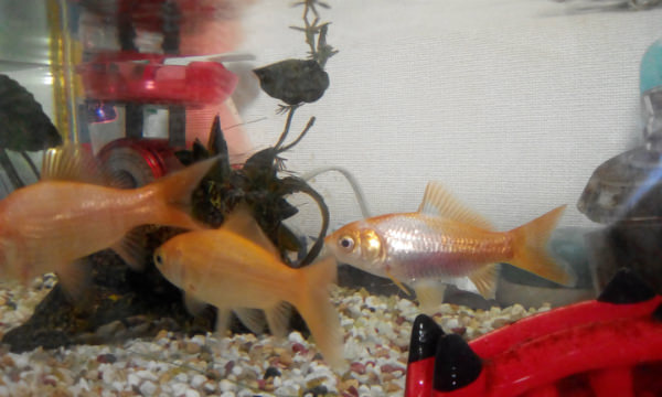 カメラ作例:金魚