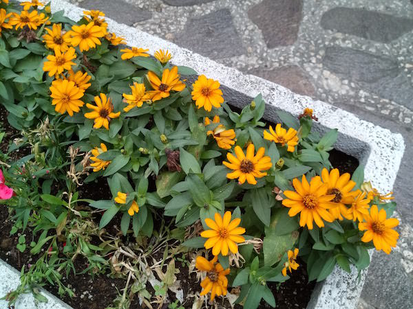標準モードで花を撮ってみました