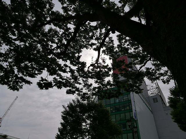 HDR合成オフで撮影:木の枝葉は完全に黒く潰れてしまった