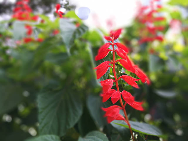 F0.95で撮影した花。やや不自然にぼけている印象も