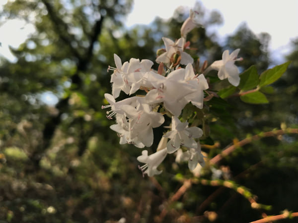 花を接写