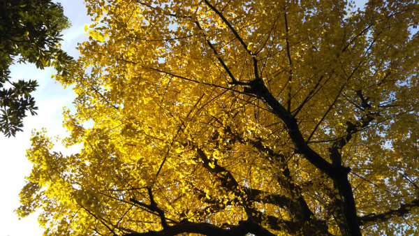 紅葉を撮影