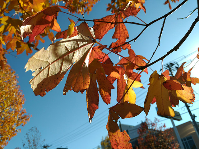 紅葉した葉の色もきれいに出ている
