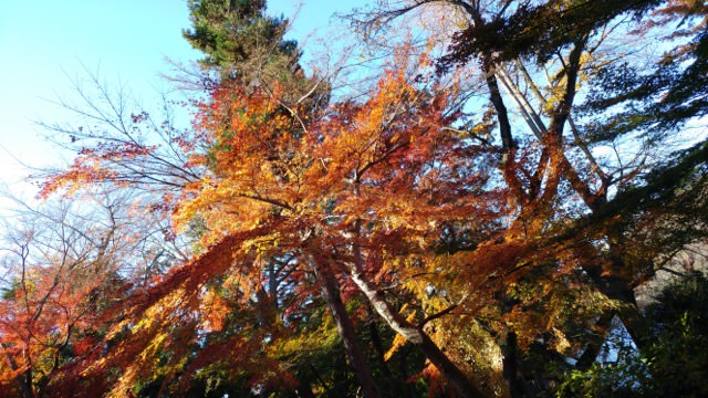 isai Beat カメラ作例 紅葉