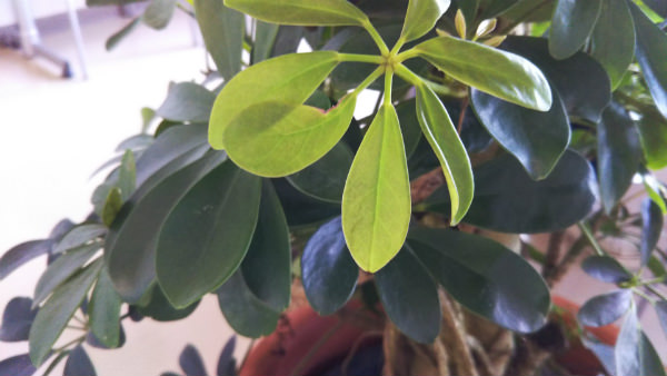 カメラ作例:観葉植物