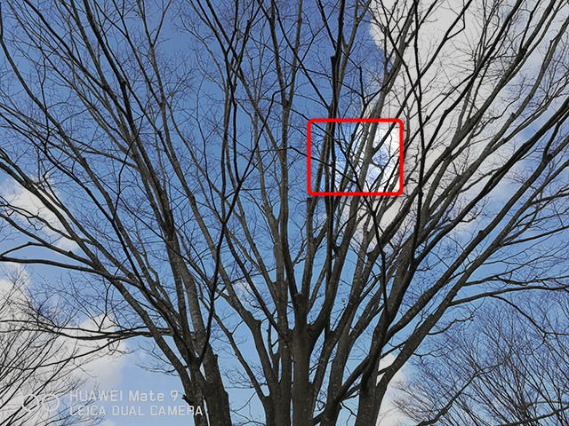 赤枠の部分をリサイズなしに切り出してみる