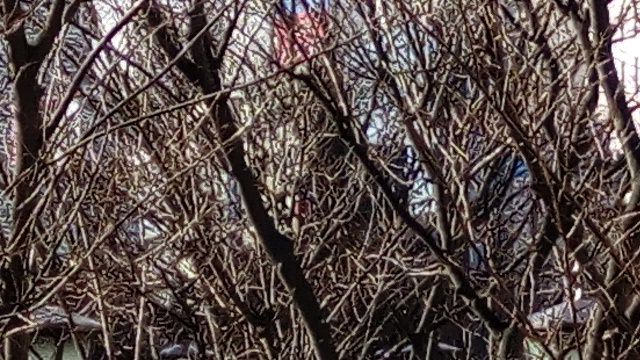 さすがに細部まできれいに、とはいかなかった
