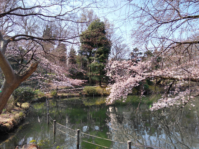 桜