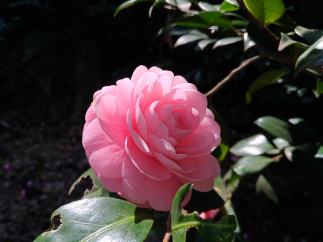 椿