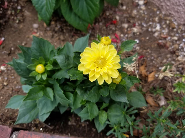 Galaxy S8 カメラ作例花