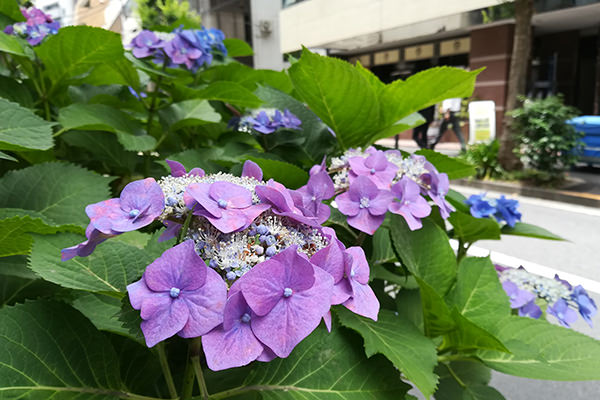 HUAWEI P10 lite カメラ作例:花を接写