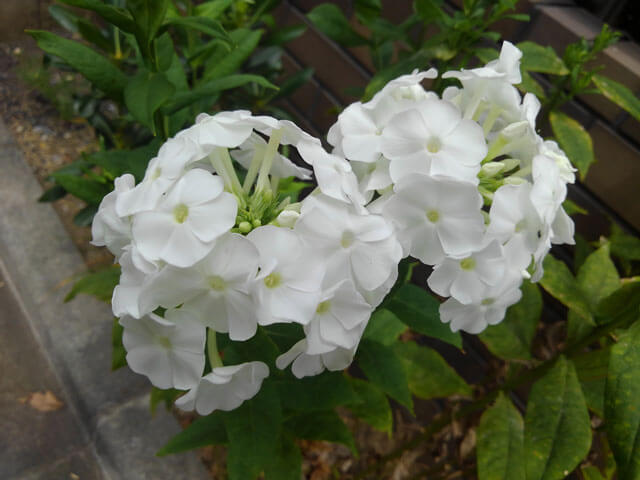 花を接写