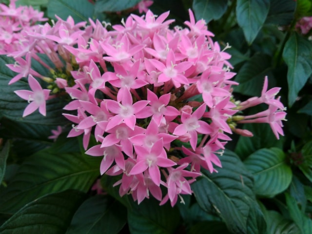 Qua Phone カメラ作例:花壇の花を撮影してみました