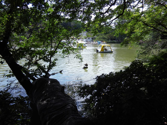 池の鴨を1倍