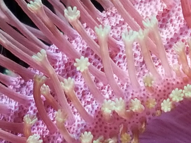 Galaxy S8 カメラ作例