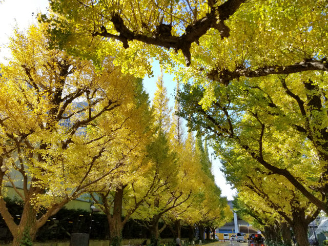 Galaxy S8 カメラ作例:見ごろを迎えた紅葉を撮影