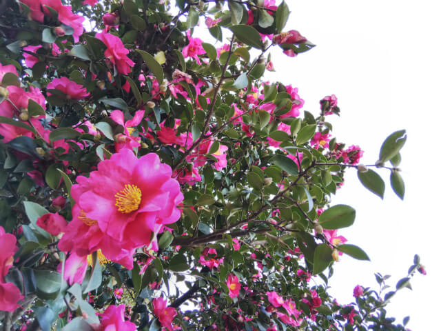 空をバックに花を撮影