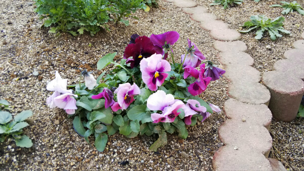 花を撮影、少し曇っていたんですが色鮮やかに撮影できました