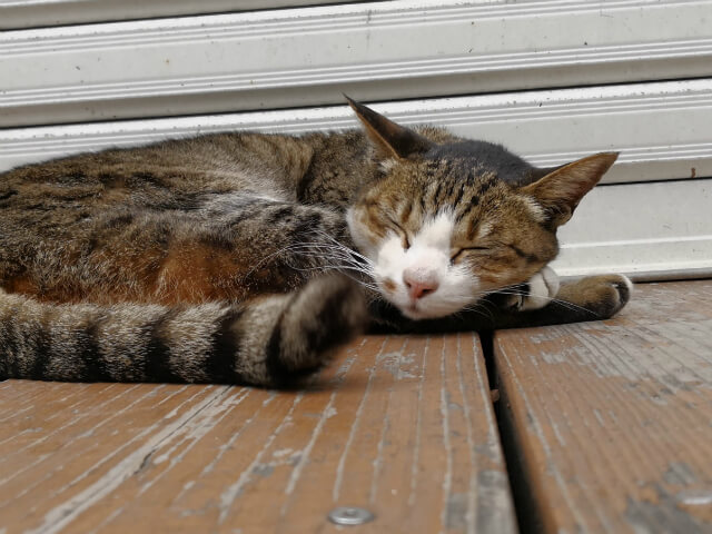 お休み中の猫を撮影:Mate 10 Pro作例