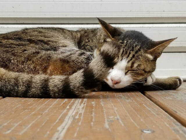 お休み中の猫を撮影:Galaxy S8作例