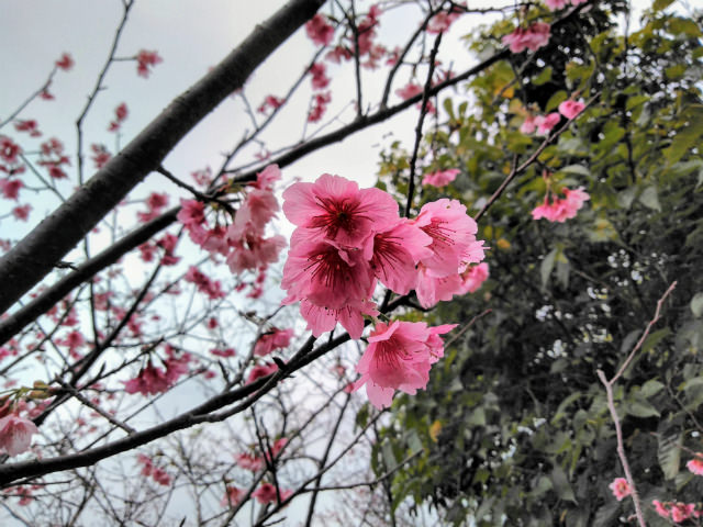 Android One X3作例:一足早いサクラの花びら