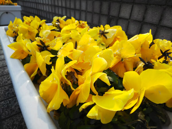 花壇に咲いていた花を接写