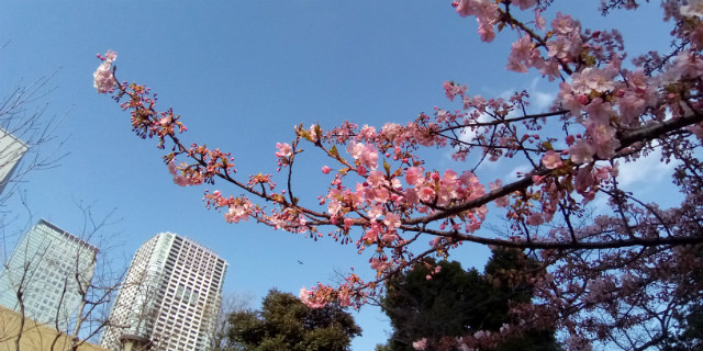 ZenFone Max Plus カメラ作例:広角レンズ
