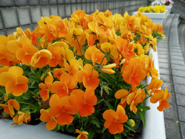 HUAWEI nova 2 カメラ作例:花を使った接写のテスト
