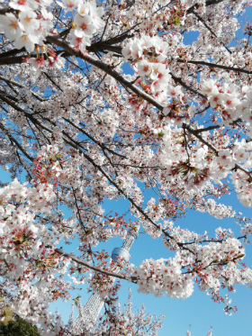 よく晴れた日の桜(写真:左 HUAWEI nova lite 2、右 HUAWEI P10 liteで撮影)