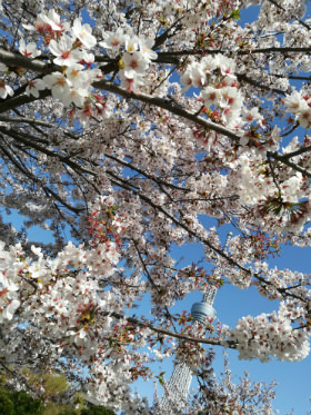 よく晴れた日の桜(写真:左 HUAWEI nova lite 2、右 HUAWEI P10 liteで撮影)
