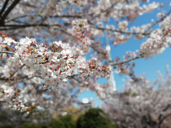 桜を撮影(写真:左 HUAWEI nova lite 2、右 HUAWEI P10 liteで撮影)