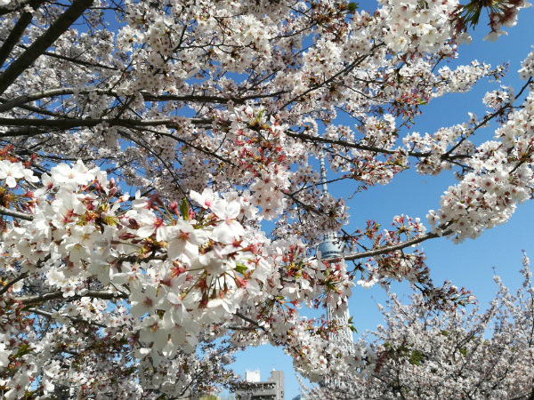 桜を撮影(写真:左 HUAWEI nova lite 2、右 HUAWEI P10 liteで撮影)