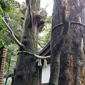 AQUOS sense liteで撮影:重みと透明感がある神社の風景
