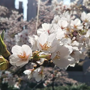 AQUOS sense liteで撮影:2018年の桜