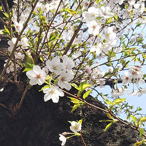 AQUOS sense liteで撮影:2018年の桜