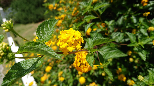 Xperia XZ1 / 背景ぼかしで花を撮影