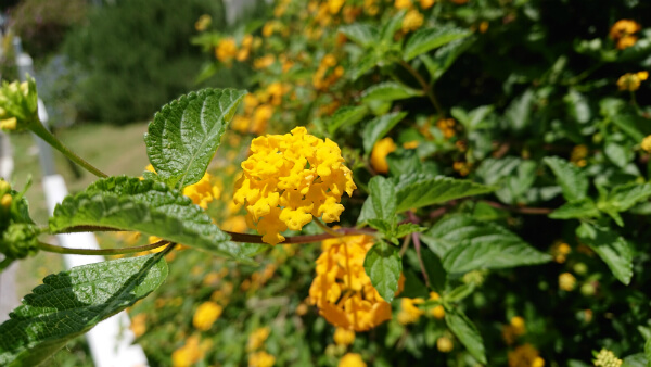 Xperia XZs / 背景ぼかしで花を撮影