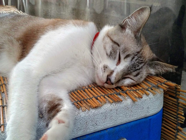 ZenFone 5 カメラ作例:おやすみ中の猫を2倍デジタルズーム(キャットモード)