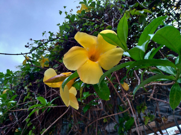 ZenFone 5 カメラ作例:雨上がりの花(植物モード)