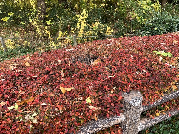 公園で紅葉を撮影