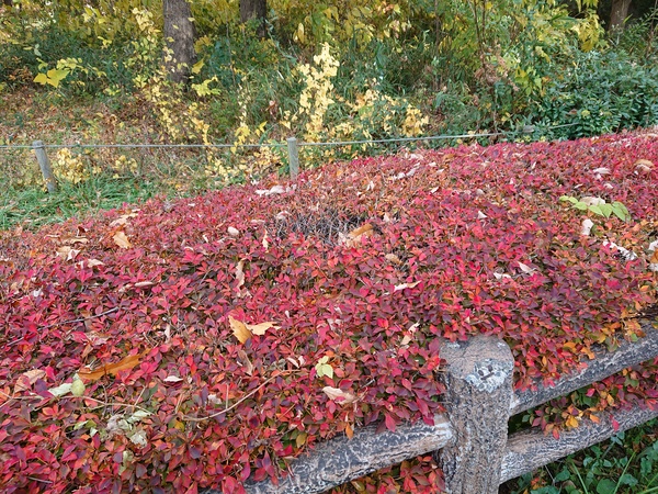 公園で紅葉を撮影
