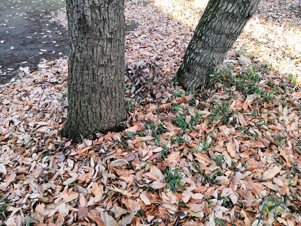 公園で落ち葉を撮影