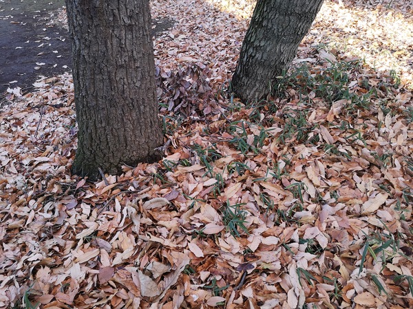 公園で落ち葉を撮影