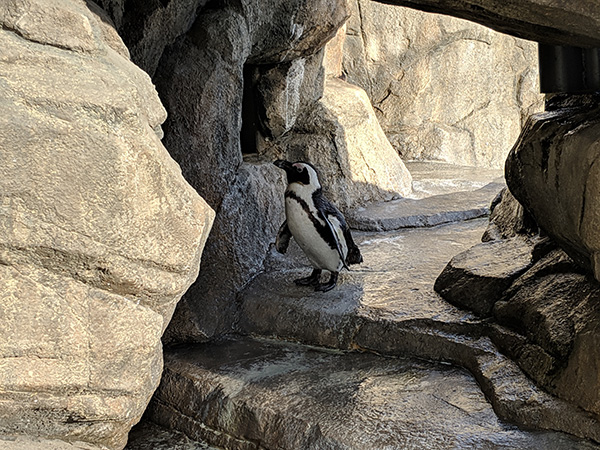 日陰にいるペンギンに接近。水に濡れてペタッとした毛の質感も自然に記録できた