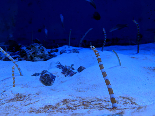 水族館の薄暗い水槽内も、目で見た姿にとても近い色味で撮れた