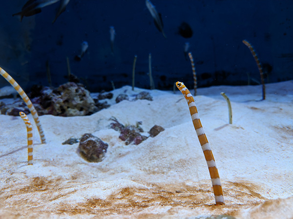 水族館の薄暗い水槽内も、目で見た姿にとても近い色味で撮れた