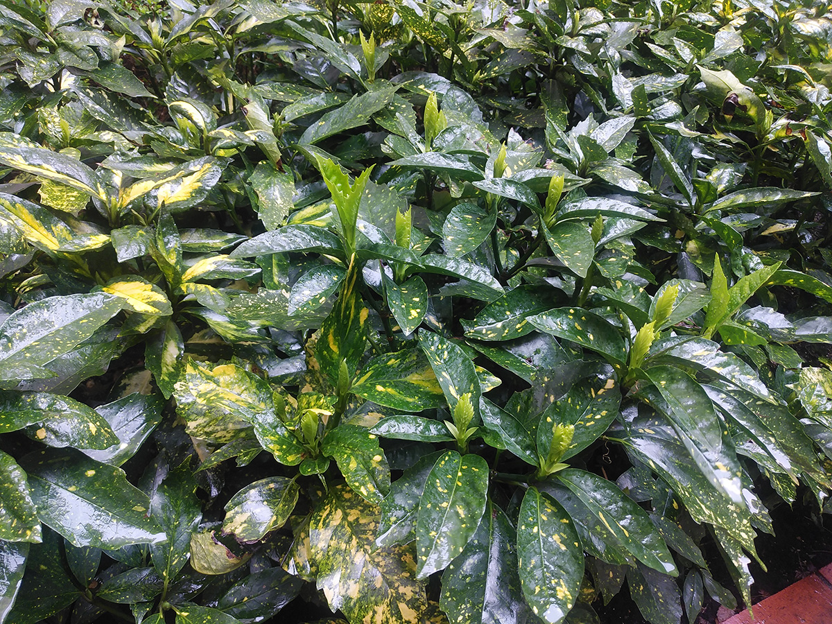 性能検証を行った植え込み。緑の葉っぱがとてもきれい